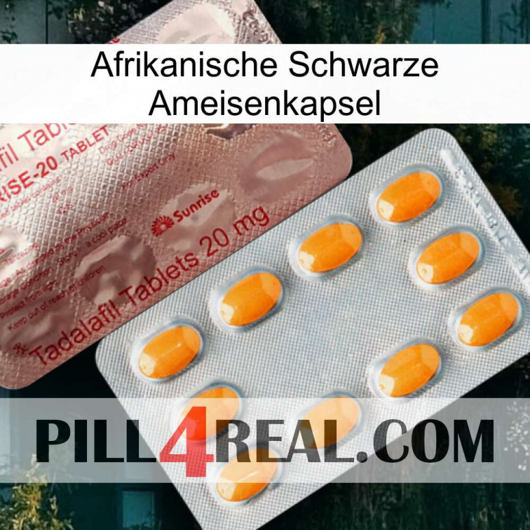 Africa Black Ant Capsule new13